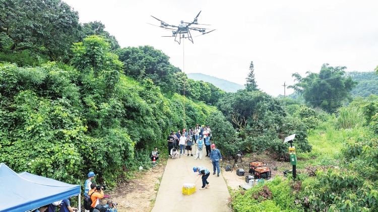 电网无人机为广州从化农户守住荔枝收益